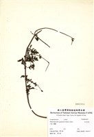 藏品(日本松蒿)的圖片